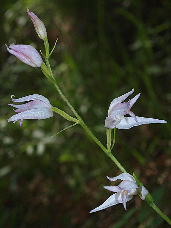 Preziosit 1: Cephalanthera rubra, ma.... bianca